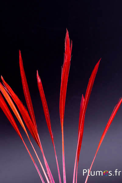 Faisan doré queue strippée - 15-20 cm - rose-rouge